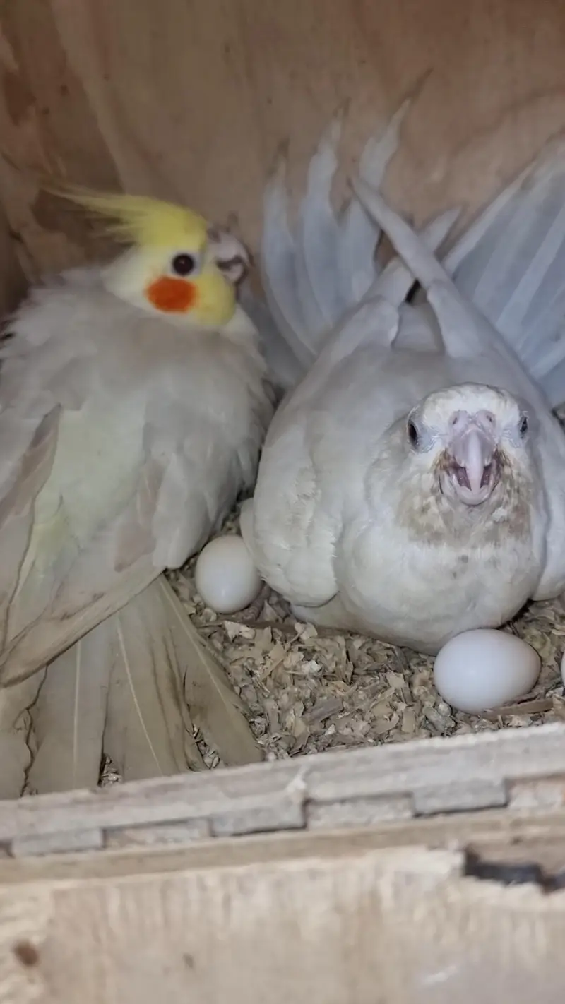 cocktails pair cockatiel eggs wala pair — photo 12
