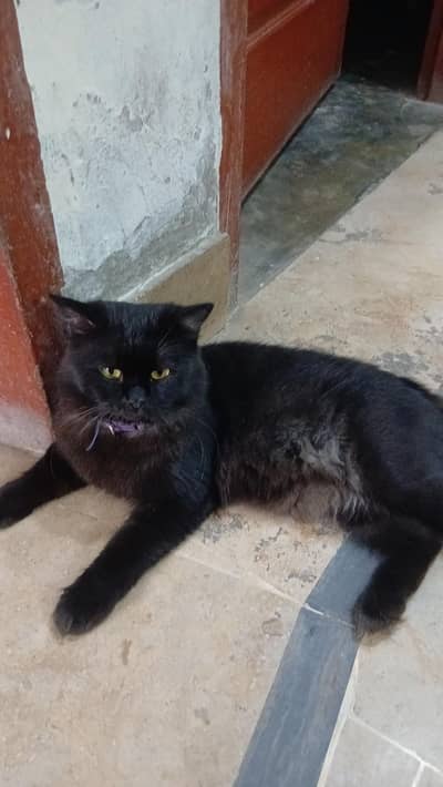 friendly male cate