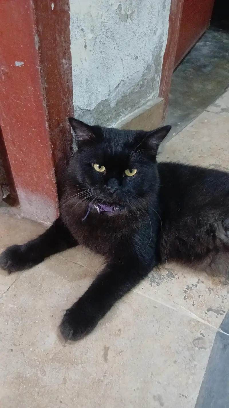 friendly male cate — photo 2