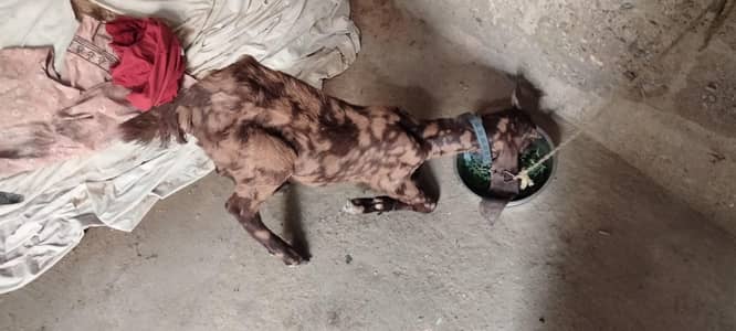 Bakra for sale