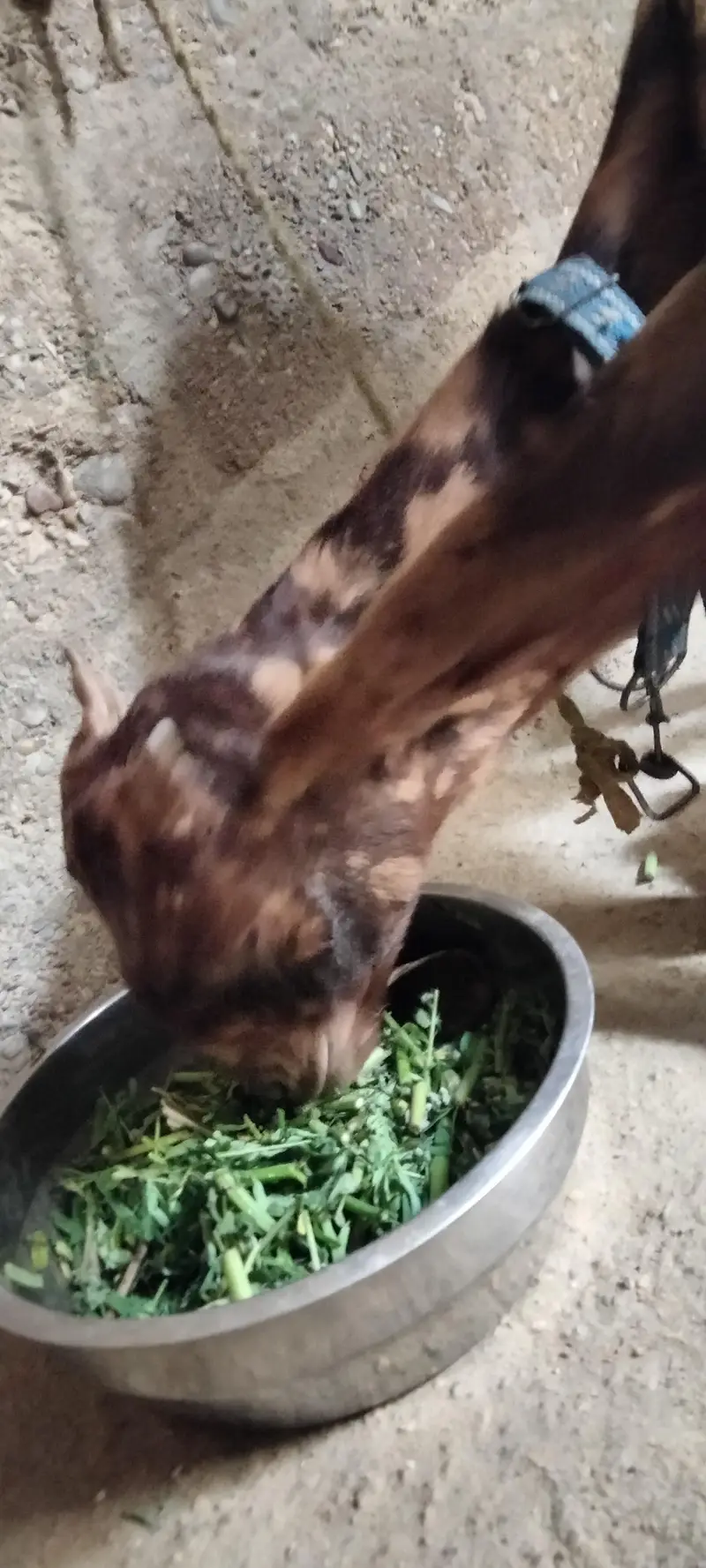 Bakra for sale — photo 3