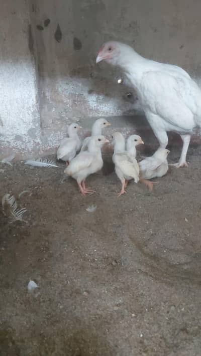 homee breed a full grantee vali cheez a