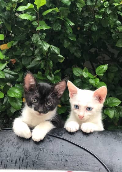  Cute & Adorable Kittens Available for a Loving Home! 