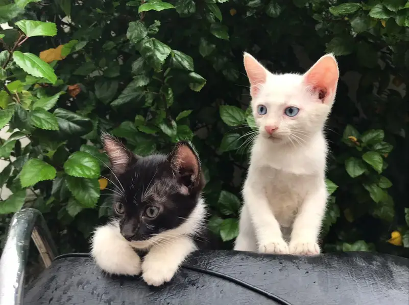  Cute & Adorable Kittens Available for a Loving Home!  — photo 2