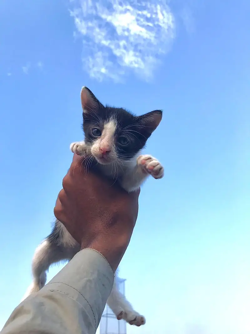  Cute & Adorable Kittens Available for a Loving Home!  — photo 3