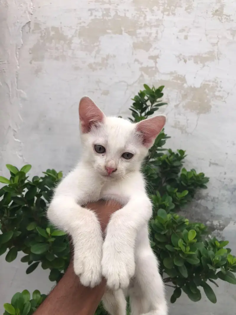  Cute & Adorable Kittens Available for a Loving Home!  — photo 4