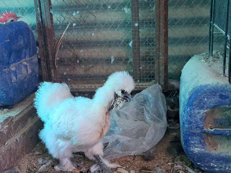 White Silkie Available for sale — photo 2