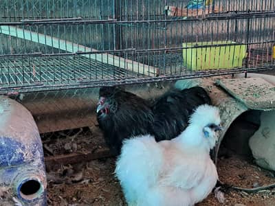 White Silkie Available for sale