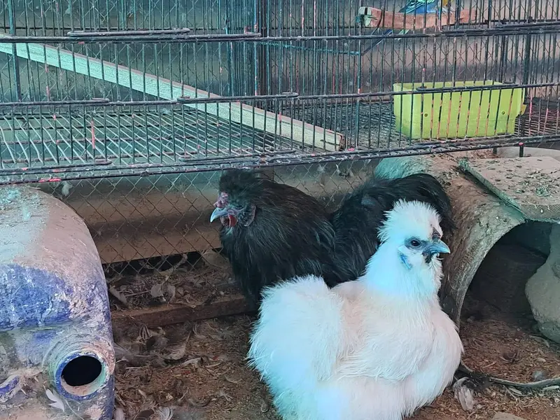 White Silkie Available for sale — photo 3