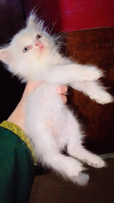Persian doll/punch/piki face kittens
