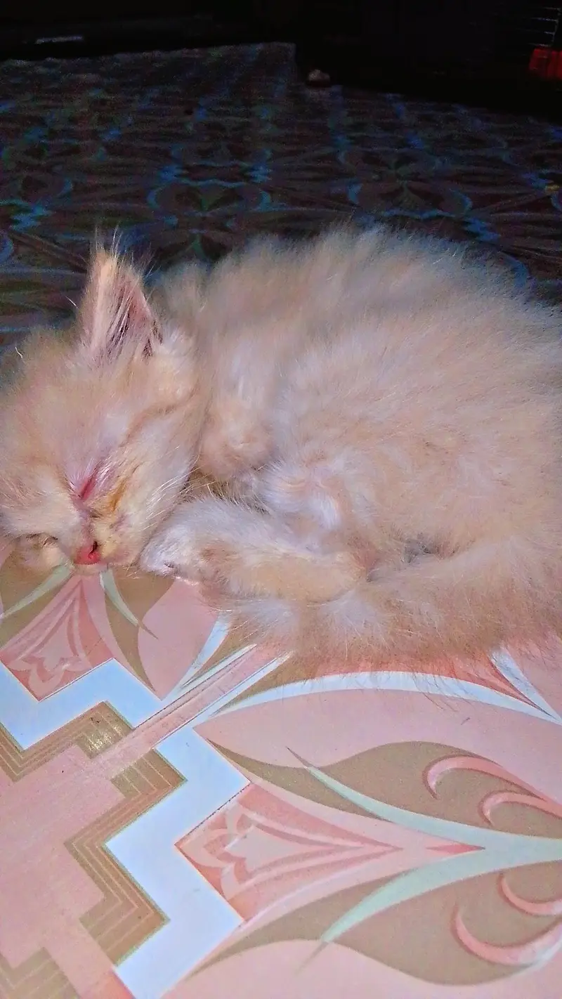 Persian doll/punch/piki face kittens — photo 2