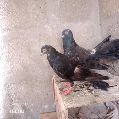 black gandedqr pigeon Whatsapp number 03123119357
