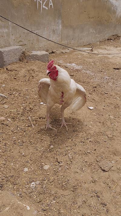 MURGHA FOR SALE