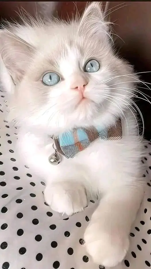 Cats | Persian | kittens |  Blue Eyes | O348O163O63 щatsap^⁠_⁠^ — photo 4