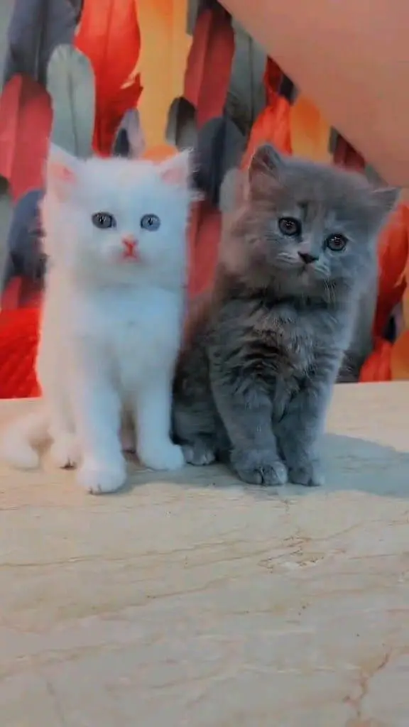 Persian cat for sale male or female my WhatsApp03=25=31=33=9=55 — photo 2