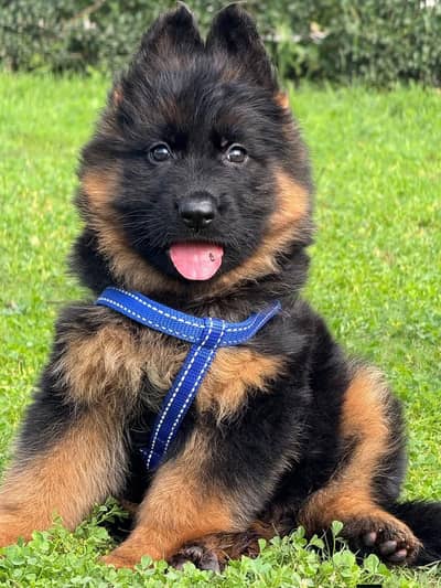 German shepherd puppies contact WhatsApp contact [0343=24=55=191]