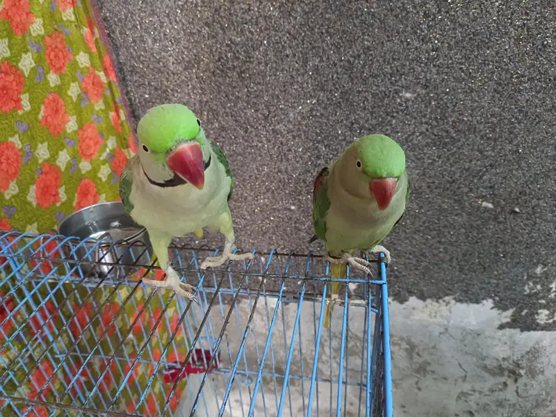 Raw parit sell full haldi pair — photo 5