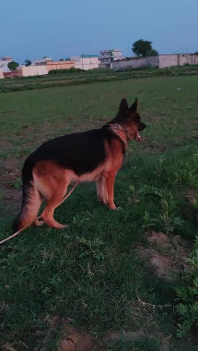 germen shephred dubal cout pair location kallar o3ooo521o56