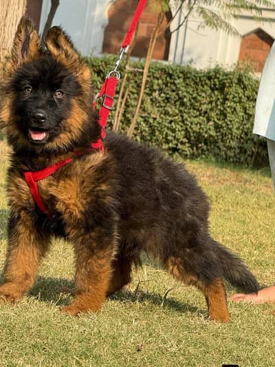 German shepherd puppies contact WhatsApp contact [0343=24=55=191]