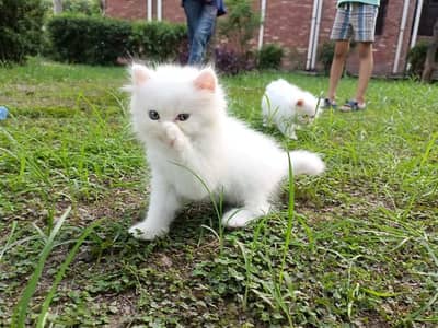 Super Quality Pure White Persian Triple Coat Kittens Available