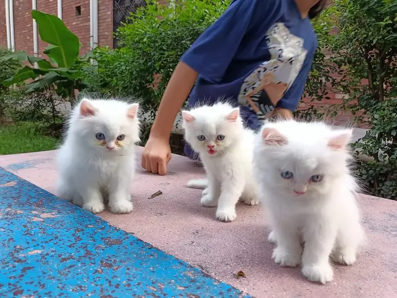 Super Quality Pure White Persian Triple Coat Kittens Available — photo 2