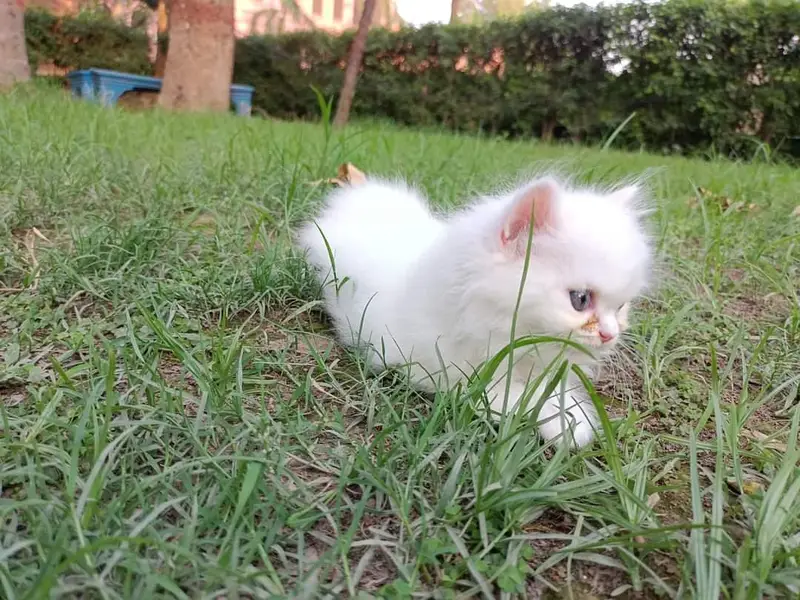 Super Quality Pure White Persian Triple Coat Kittens Available — photo 3