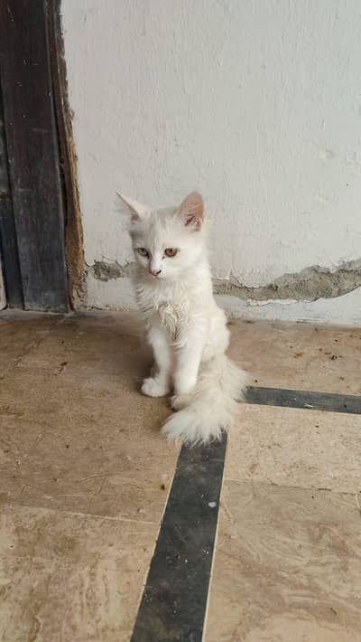 Pure White Persian Kitten - Unique Blue & Amber Odd Eyes