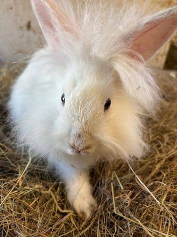 Loinhead Rabbit