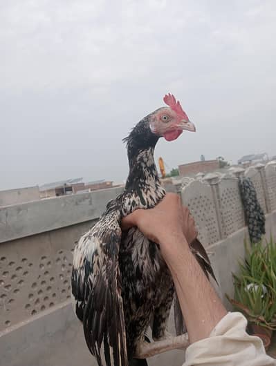 Aseel patha for sale