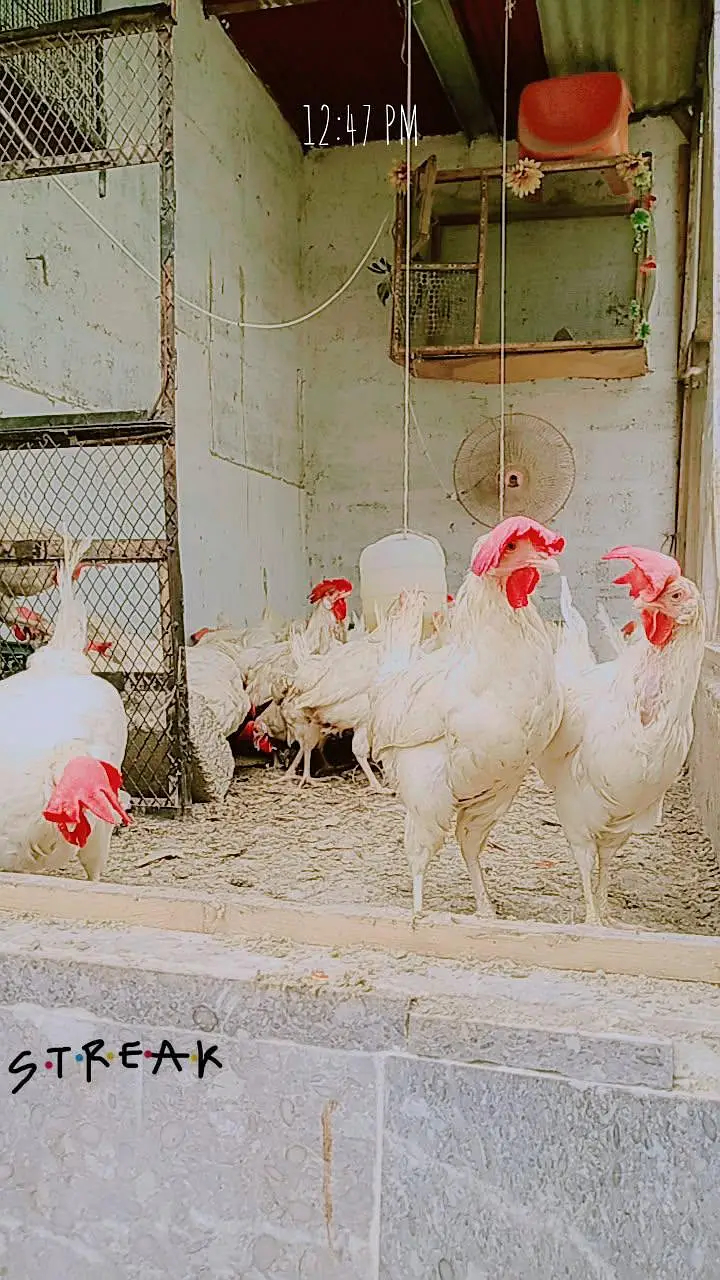 Premium Quality Layer Hens available — photo 10