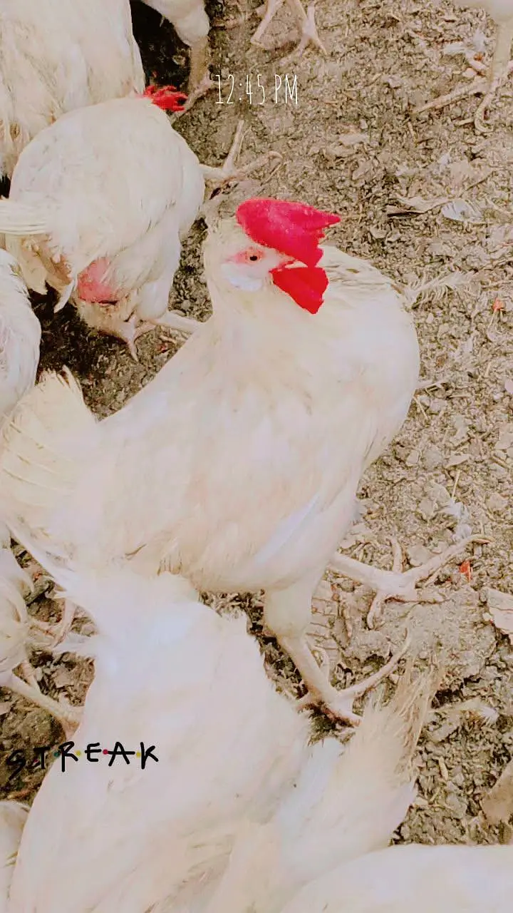 Premium Quality Layer Hens available — photo 11