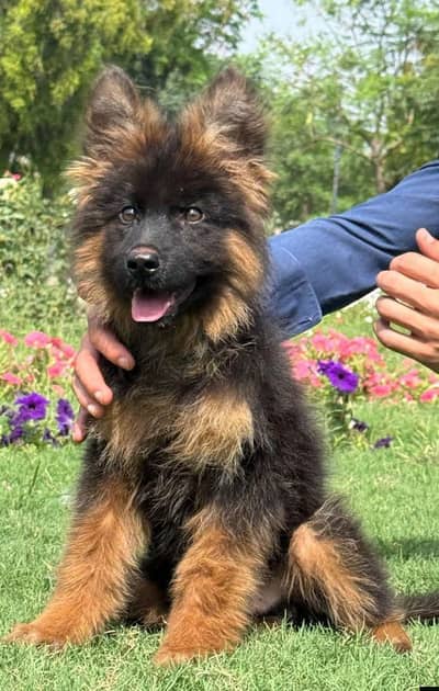 German shepherd puppies contact WhatsApp contact [0343=24=55=191]