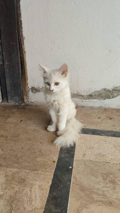 persian cat, both eyes are change in colour blue and amber