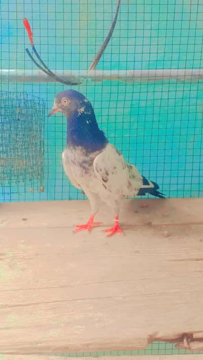 Ch Sakhi Salara Teddy Female