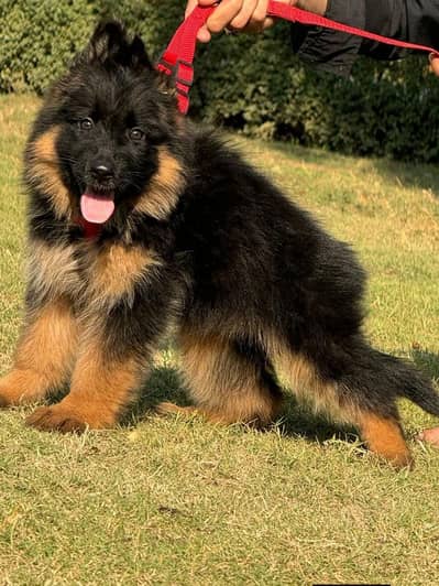German shepherd puppies contact WhatsApp contact [0343=24=55=191]