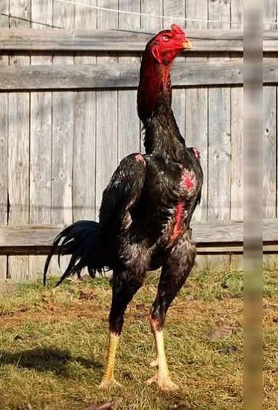 Black Shamo 4 month