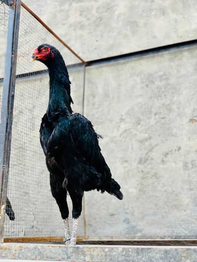 Required Black Shamo Chicks or 1-2 month