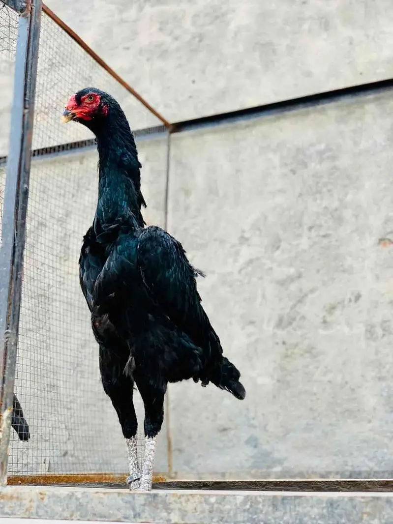 Need Black Shamo Chicks or 2-3 month pathay — photo 2