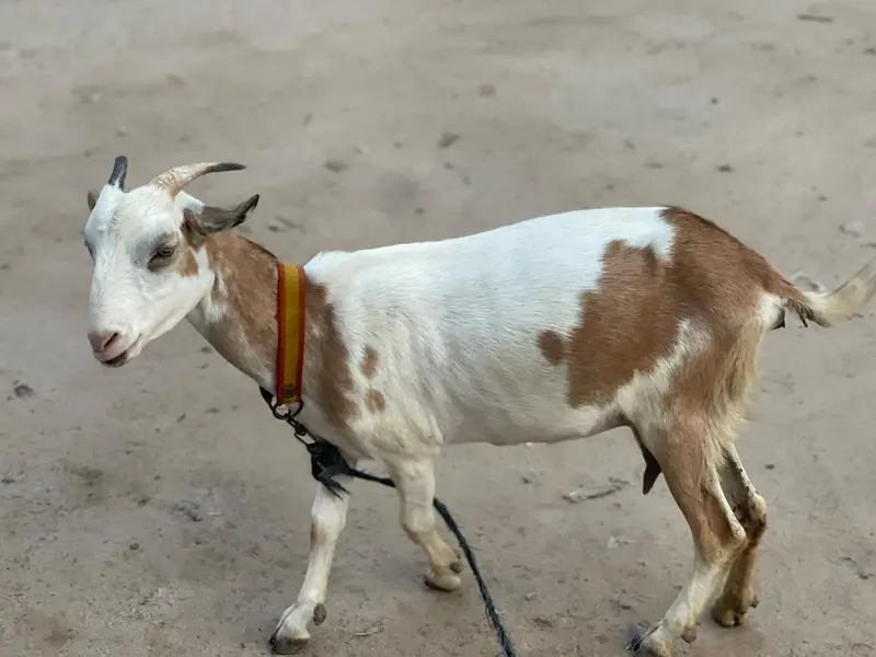 Original barbari goat  only serious person contact 03025326813 — photo 3