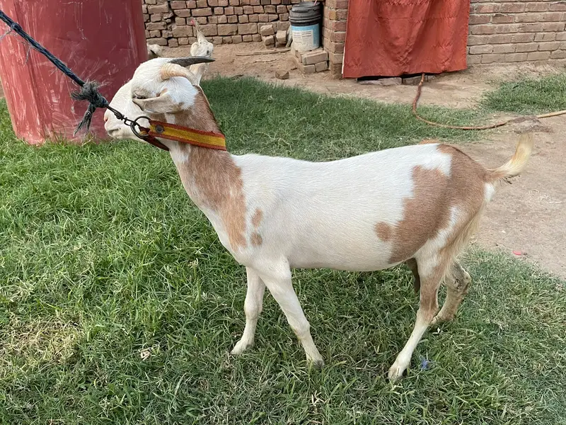 Original barbari goat  only serious person contact 03025326813 — photo 4