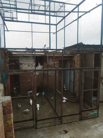Pigeons Redimate cage