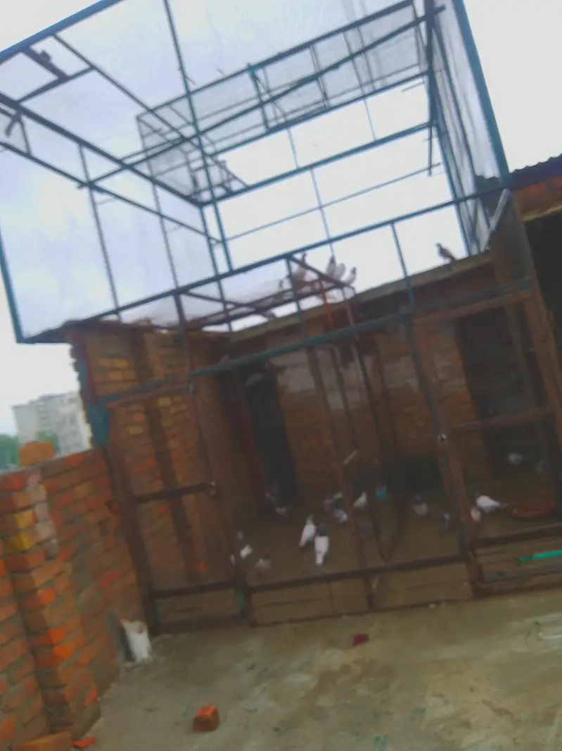 Pigeons Redimate cage — photo 2