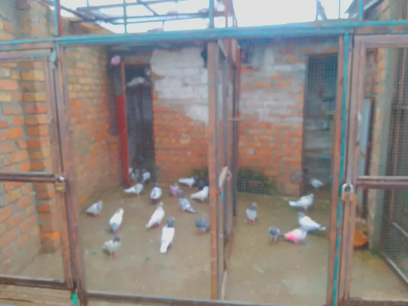 Pigeons Redimate cage — photo 3