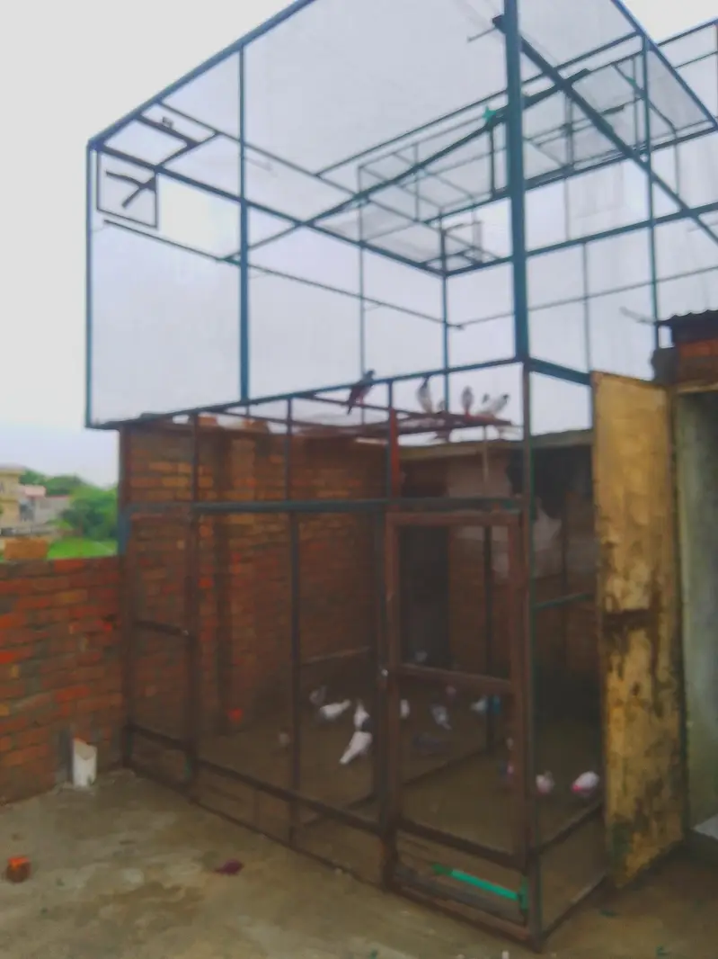 Pigeons Redimate cage — photo 5
