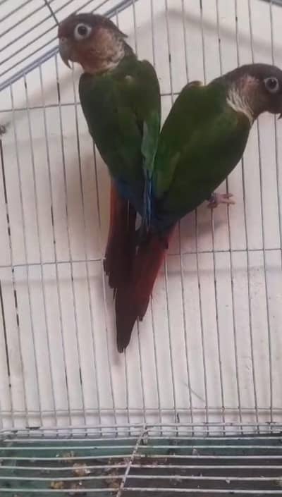 yellow sided conour breeder pair with dna.