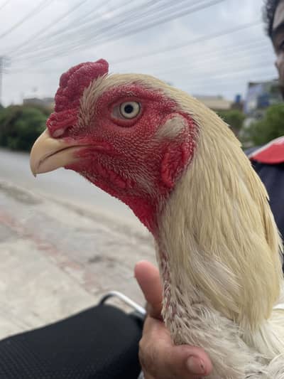 White Shamoo trio set