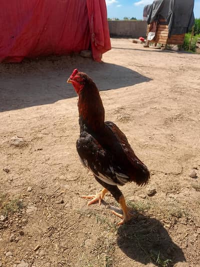 pure Pakistani aseel breeder cock 2 Thailand cross breed hens