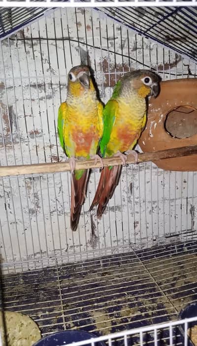 Green Cheeck Yellow sided conure pair without DNA