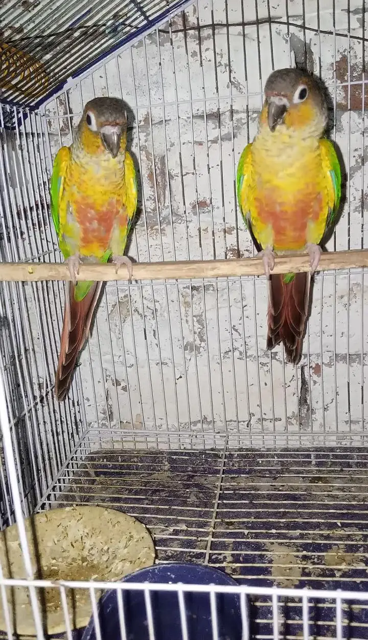 Green Cheeck Yellow sided conure pair without DNA — photo 2