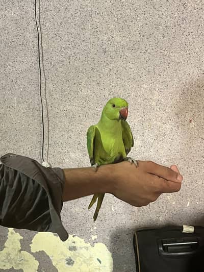 very beautiful parrot